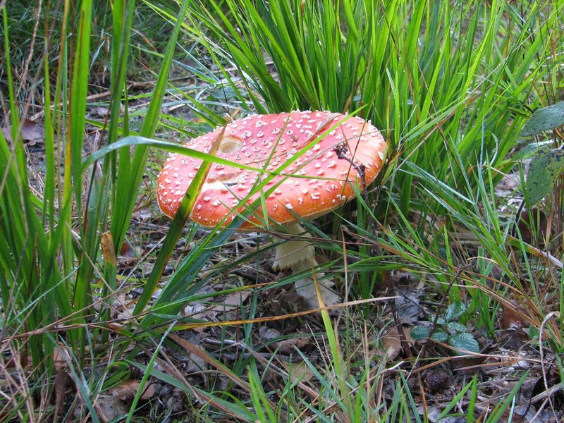 2011-10-16-Mycologie à la mare au vinaigre
